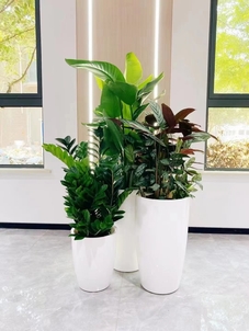 鄞州盆景租摆设计，塑造别具一格的环境